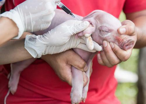 生猪减少致业务萎缩,动物疫苗龙头生物股份去年净利下滑70%